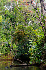 Image showing Masoala National Park landscape, Madagascar