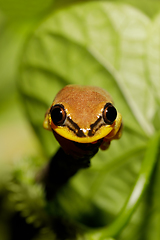Image showing beautiful yellow tree frog, madagascar