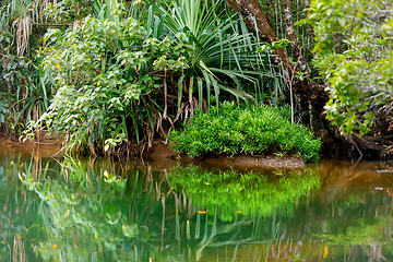 Image showing Masoala National Park landscape, Madagascar