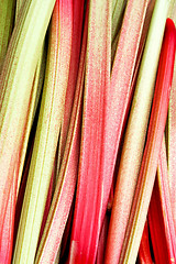 Image showing Rhubarb