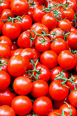 Image showing Tomato with vine