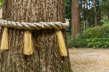 Image showing Rope on tree bark in Japanese temple