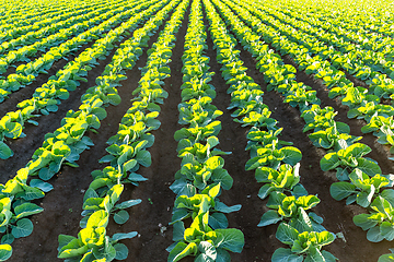 Image showing Lettuce field