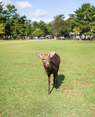 Image showing Deer walking in the park