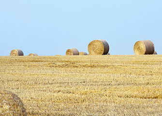 Image showing Field with a harvest of cereals