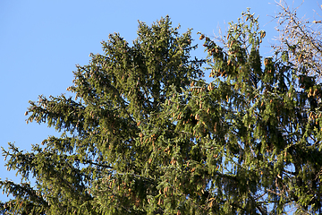 Image showing spruce cones on the top of the tree