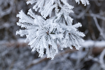 Image showing Winter season