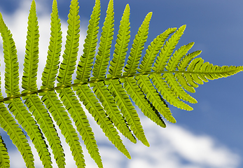 Image showing Green leaf of fern