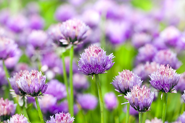 Image showing Purple garlic flower