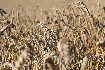 Image showing agricultural field, cereals