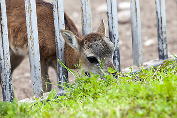 Image showing Animals in the zoo