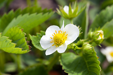 Image showing Blossoming bush of a strawberry