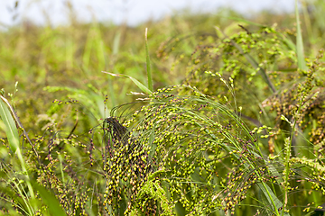 Image showing agricultural field