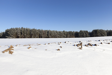 Image showing Snow in winter