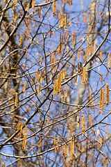 Image showing birch tree in spring