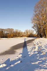 Image showing Winter forest, close-up