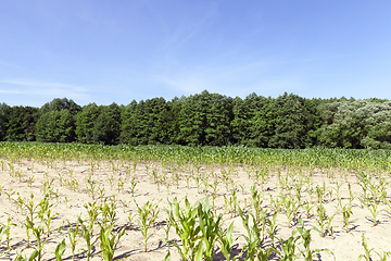 Image showing Green field