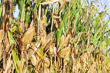 Image showing yellowed ripe corn