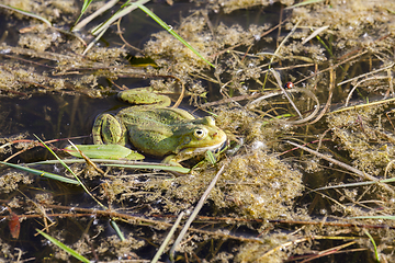 Image showing swamp with frogs