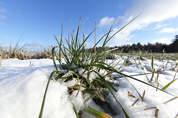 Image showing Green wheat in winter