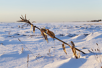 Image showing After snowfall