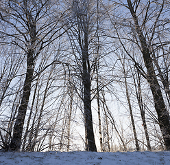 Image showing Winter forest, close-up