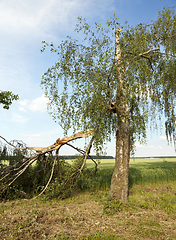 Image showing a broken birch tree in summer