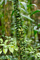 Image showing small plant on trees in Madagascar rainforest