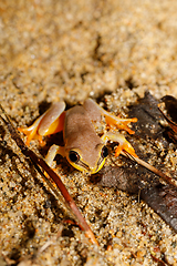 Image showing beautiful yellow tree frog, madagascar