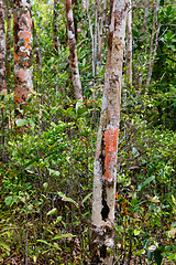 Image showing trees in Madagascar rainforest