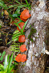 Image showing Mushroom on the trunk of a rainforest tree