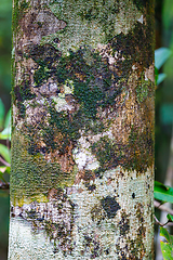 Image showing bark texture, pattern for background or backdrop