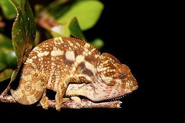 Image showing beautiful panther chameleon, Madagascar