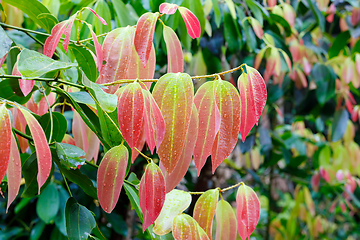 Image showing Cinnamon Tree with colored leaves