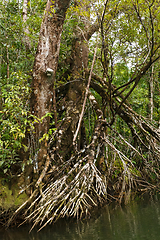 Image showing tree buttressed by roots, Madagascar rainforest