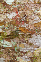 Image showing bark texture, pattern for background or backdrop