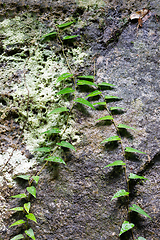 Image showing small plant on trees in Madagascar rainforest