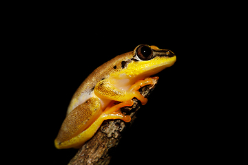Image showing beautiful yellow tree frog, madagascar