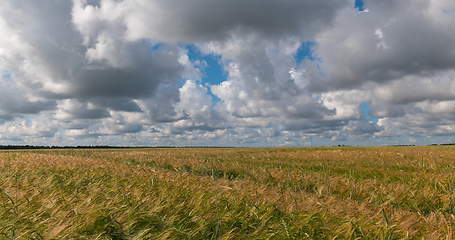 Image showing landscape of wheat field at harvest