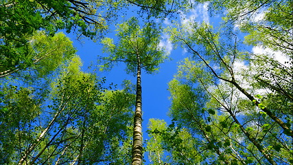 Image showing european mixed forest. Tops of the trees. Looking up to the canopy.