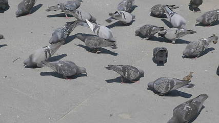 Image showing Flock of pigeons feeding on the town square