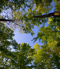 Image showing August Canopy