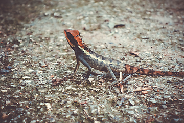 Image showing Crested Lizard in jungle, Khao Sok, Thailand