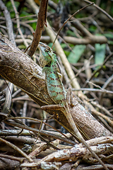 Image showing Crested Lizard in jungle, Khao Sok, Thailand