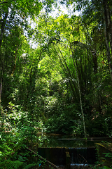 Image showing jungle forest, Khao Sok, Thailand