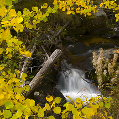 Image showing Autumn Leaves Framing Brook
