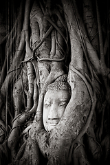 Image showing Buddha Head in Tree Roots, Wat Mahathat, Ayutthaya, Thailand