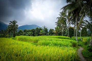 Image showing Paddy field rice terraces, Munduk, Bali, Indonesia