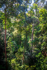 Image showing Canopy in jungle, Taman Negara national park, Malaysia