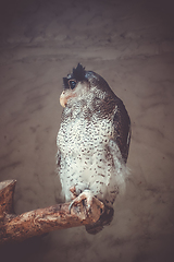 Image showing Barred eagle owl